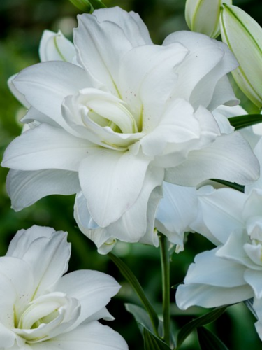 Лилия Lotus Beauty