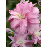 Лілія Lotus Breeze