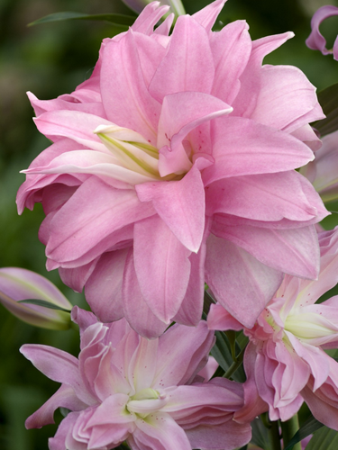 Лилия Lotus Breeze