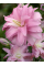 Лілія Lotus Breeze