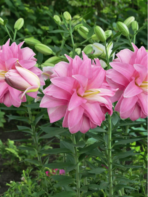 Лілія Lotus Breeze