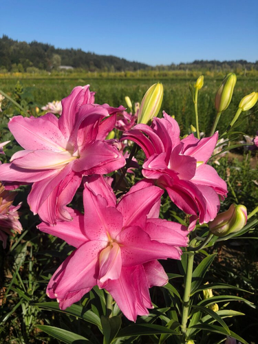 Лілія Lotus Dream