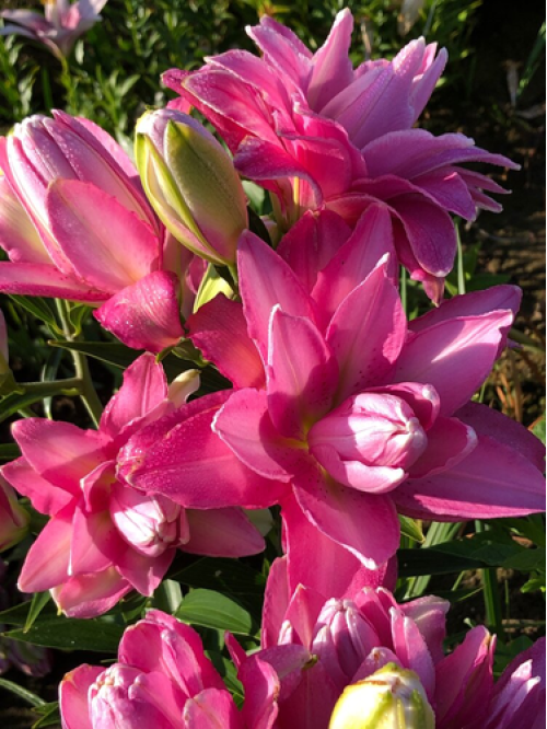 Лілія Lotus Dream