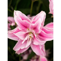 Лилия Lotus Elegance