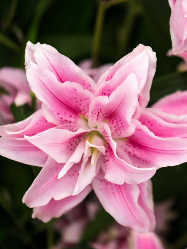 Лилия Lotus Elegance