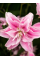Лилия Lotus Elegance