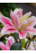 Лилия Lotus Elegance