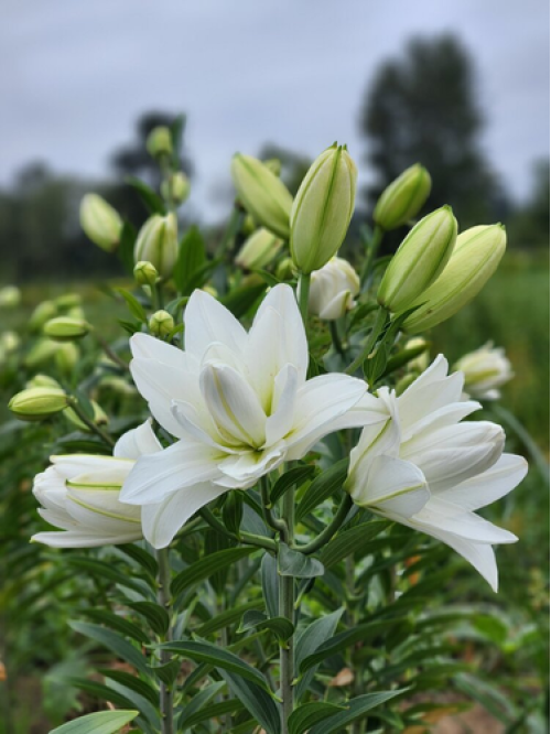 Лілія Lotus Pure