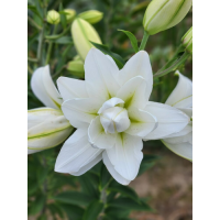 Лілія Lotus Pure
