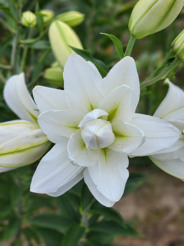 Лілія Lotus Pure