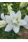 Лілія Lotus Pure