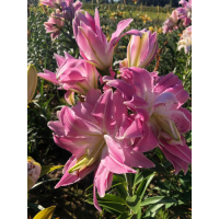 Лілія Lotus Queen