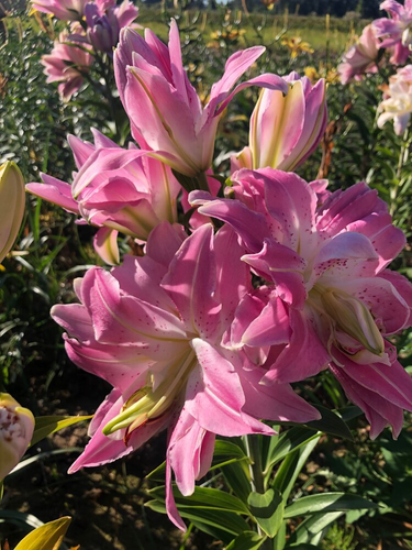 Лілія Lotus Queen