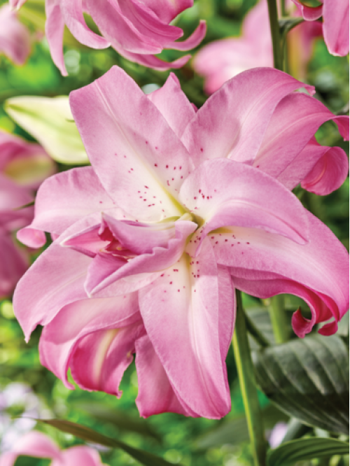 Лілія Lotus Queen