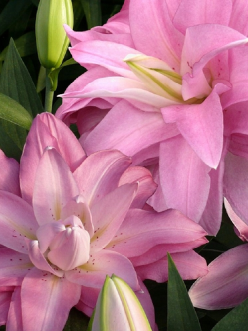 Лілія Lotus Spring