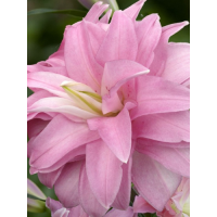 Лілія Lotus Spring