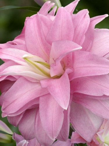 Лілія Lotus Spring