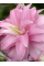 Лілія Lotus Spring