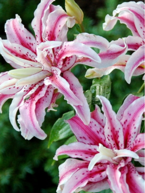 Лилия Magic Star