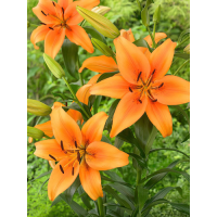 Лилия Orange Space