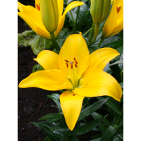 Лилия Rapid Yellow