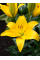 Лилия Rapid Yellow