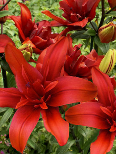 Лилия Red Twin