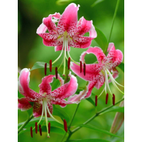 Лилия Spec.Var. Rubrum Uchida