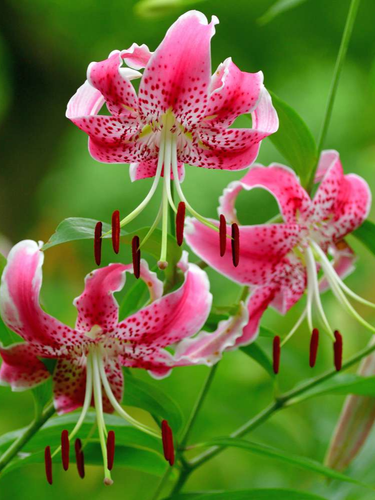 Лилия Spec.Var. Rubrum Uchida