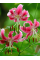 Лилия Spec.Var. Rubrum Uchida
