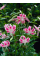 Лилия Spec.Var. Rubrum Uchida