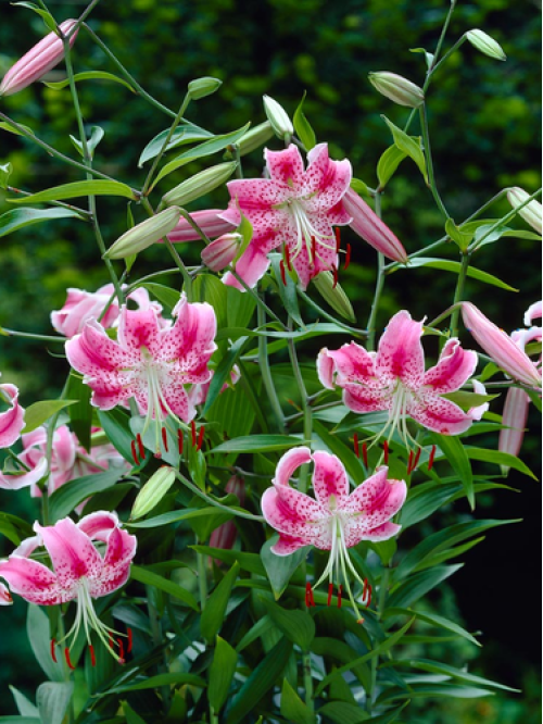 Лилия Spec.Var. Rubrum Uchida