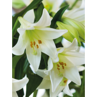 Лилия White Heaven