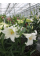 Лилия White Heaven