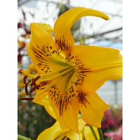Лилия Yellow Bruse
