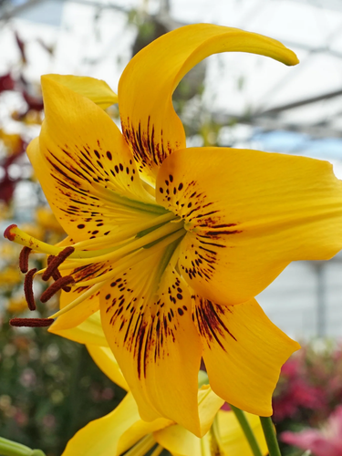 Лилия Yellow Bruse