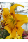 Лилия Yellow Bruse