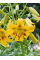 Лилия Yellow Bruse