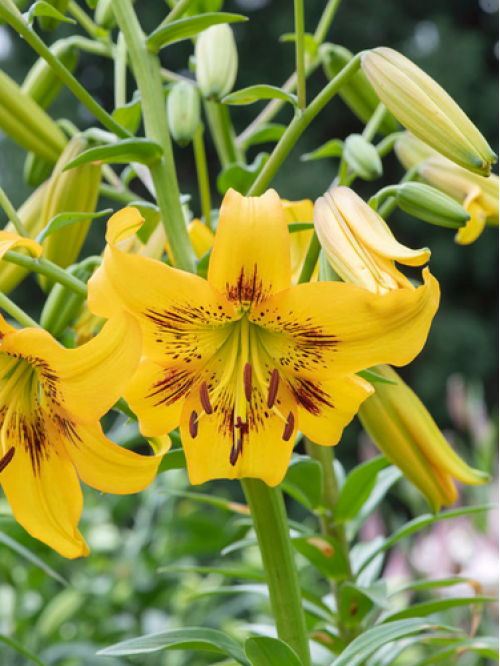 Лилия Yellow Bruse