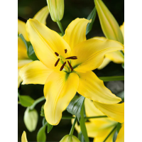 Лилия Yellow Power