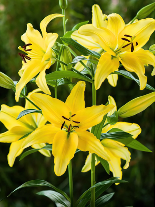 Лилия Yellow Power