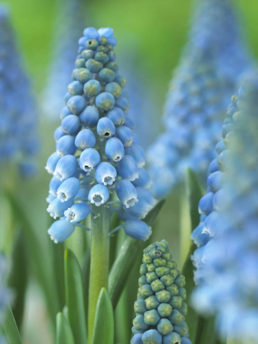 Мускарі Aqua Magic (5 шт. в упаковці)