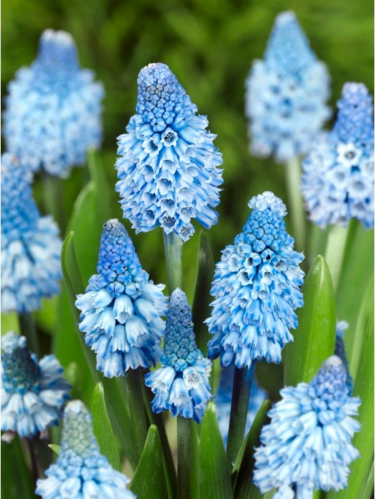 Мускарі Azureum (5 шт. в упаковці)