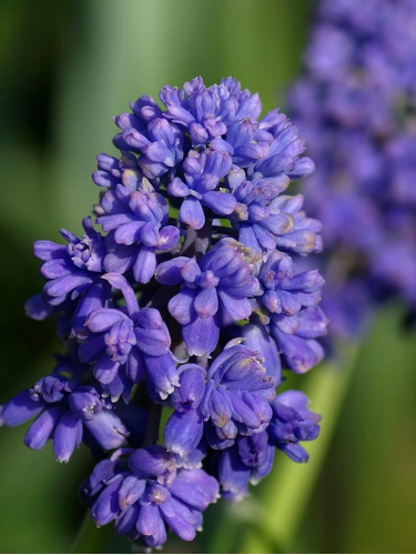 Мускарі Blue Spike (5 шт. в упаковці)