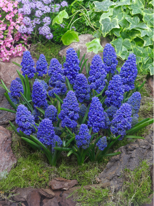 Мускарі Blue Spike (5 шт. в упаковці)