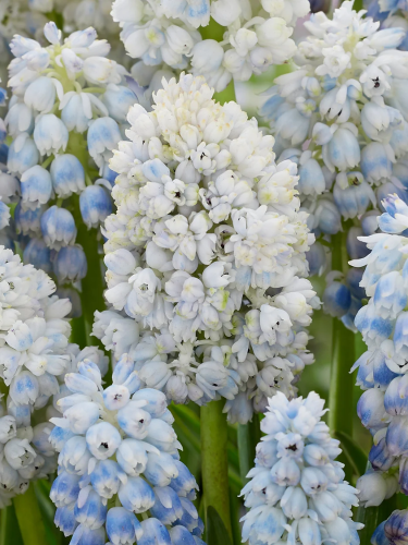 Мускарі Nature's Beauty (5 шт. в упаковці)