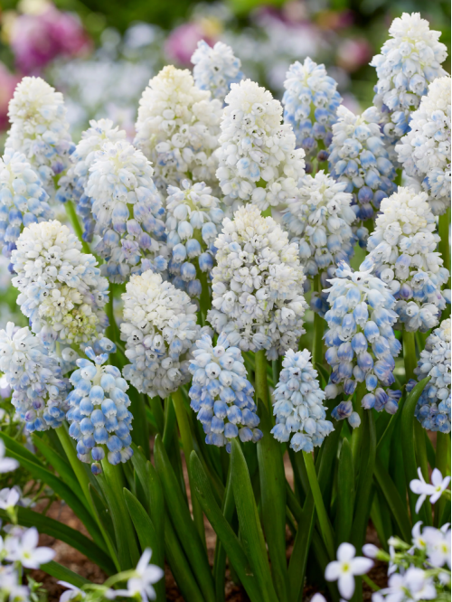 Мускарі Nature's Beauty (5 шт. в упаковці)