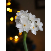 Нарцисс Papyraceus (Paperwhite) (2 шт. в упаковке)