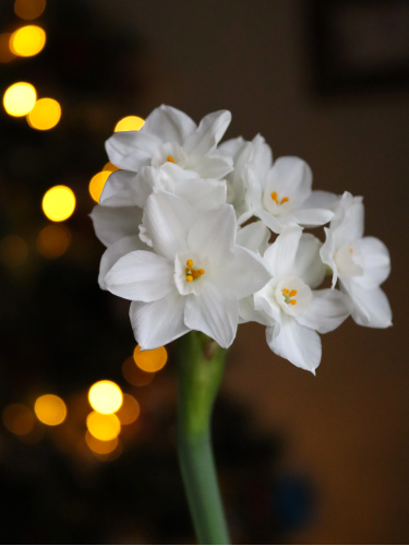 Нарцисс Papyraceus (Paperwhite) (2 шт. в упаковке)