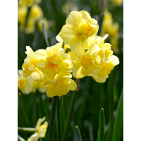 Нарцис Yellow Cheerfulness (2 шт. в упаковці)